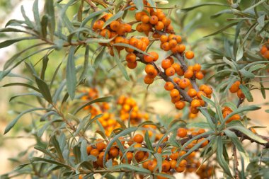 Sea-buckthorn clipart