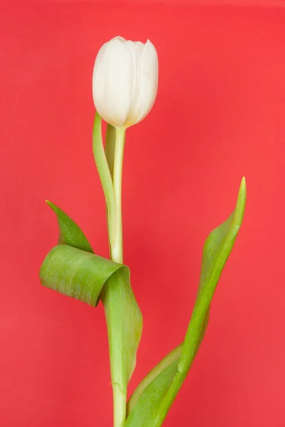 stock image White tulip