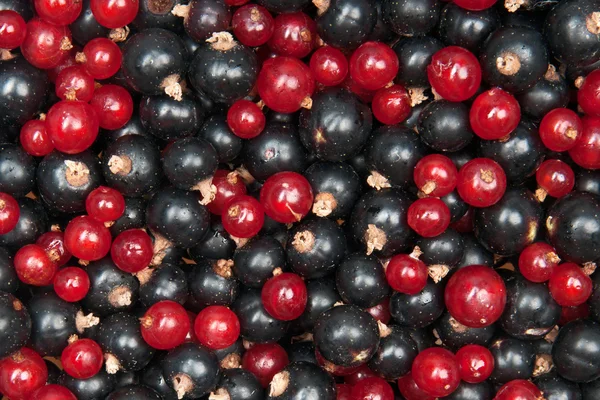 Redcurrant and blackcurrant — Stock Photo, Image