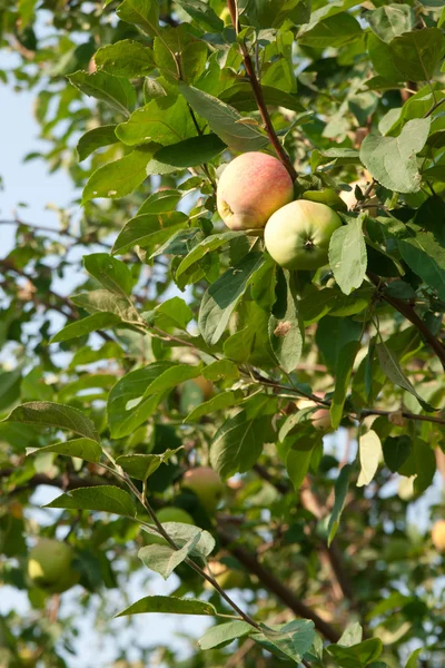 Яблоки — стоковое фото