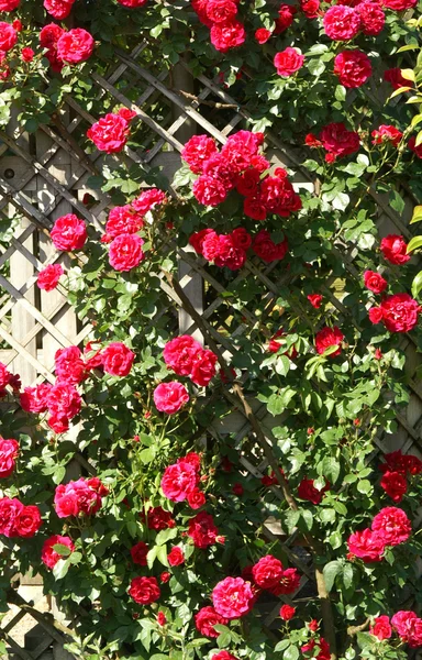 Róże — Zdjęcie stockowe