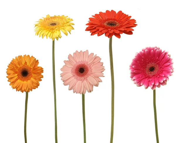 Fünf Blumen — Stockfoto