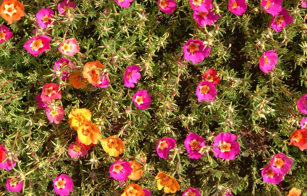 Flores purslane — Fotografia de Stock