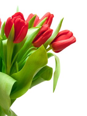 Tulips clipart