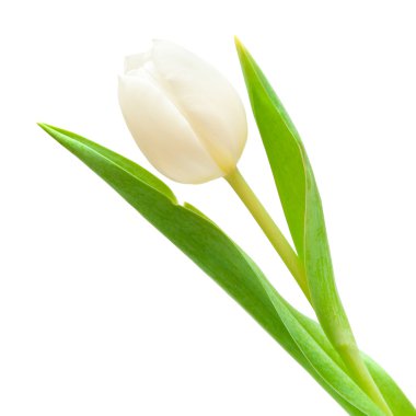 White tulip clipart