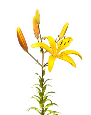 Lily clipart