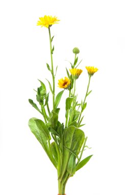 Calendula, kadife çiçeği