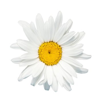 Camomile clipart