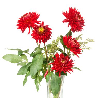 Red dahlias clipart