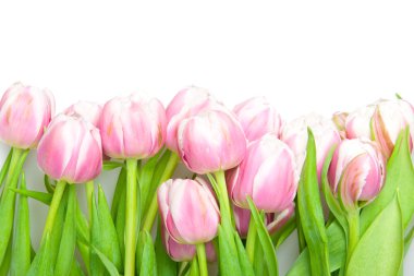 Pink tulips clipart