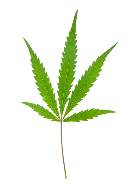 stock image Leaf of hemp