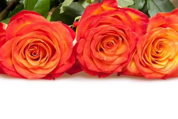 Róże — Zdjęcie stockowe