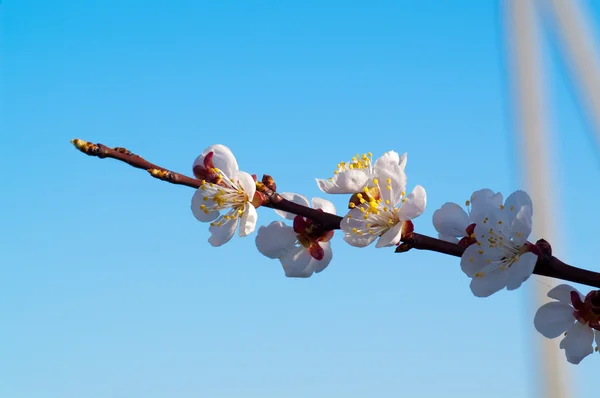 Cherry-tree — Stock Photo, Image