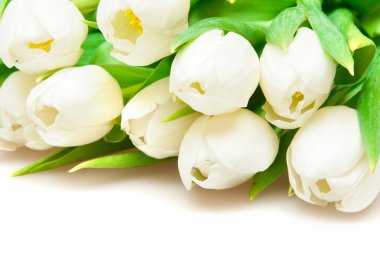 White tulips clipart