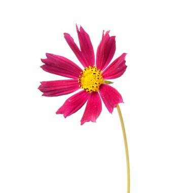 Flower cosmos clipart