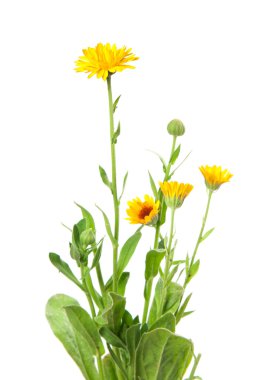 Calendula, kadife çiçeği