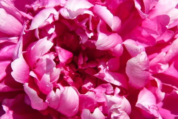 Peony — Stock Photo, Image