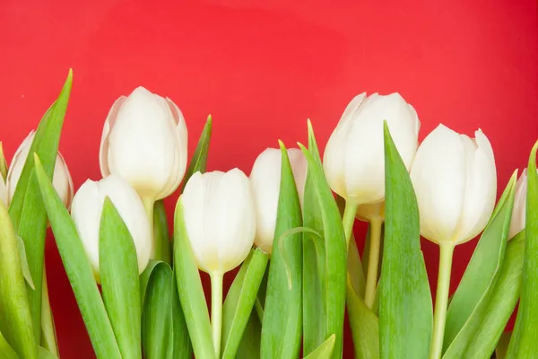 Tulipanes blancos — Foto de Stock