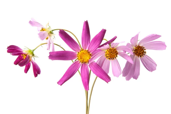 stock image Flower cosmos