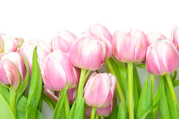 Рожеві тюльпани — стокове фото