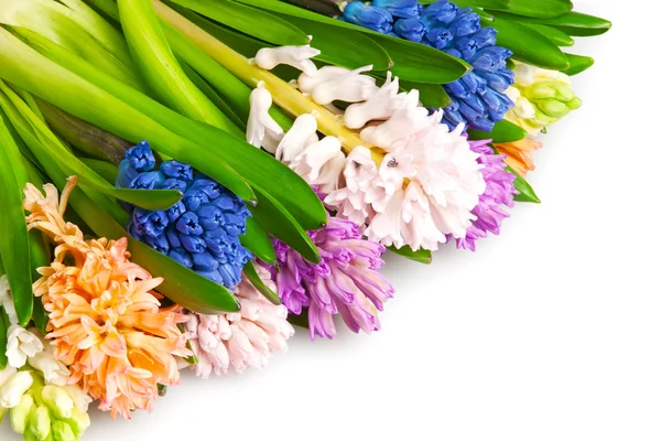 stock image Hyacinth