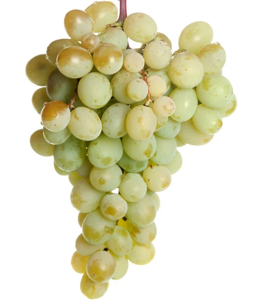 stock image Grapes