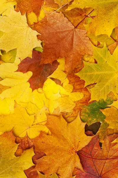 Maple leaves — Stock Photo, Image