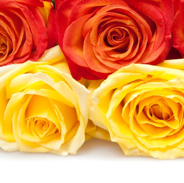 Beautiful Roses — Stock Photo, Image
