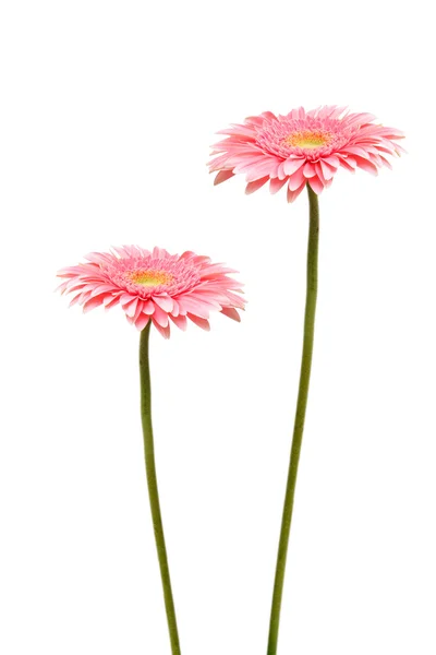 Två daisy — Stockfoto