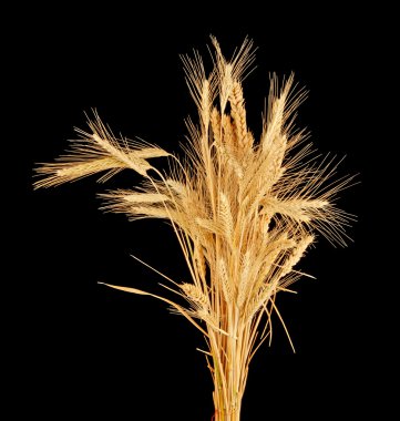 Wisp of wheat and rye clipart