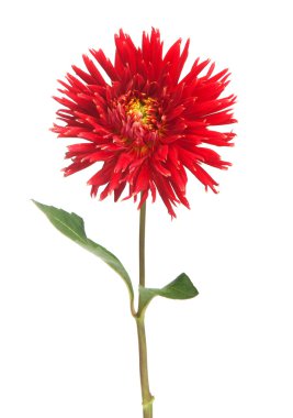 Red dahlia clipart