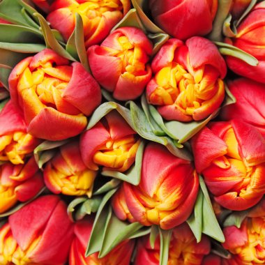 Tulips clipart