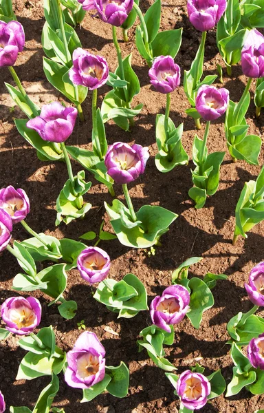 stock image Tulips