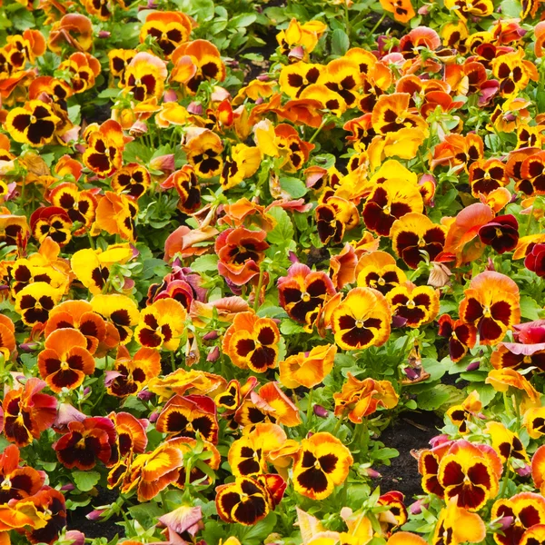 stock image Flowers