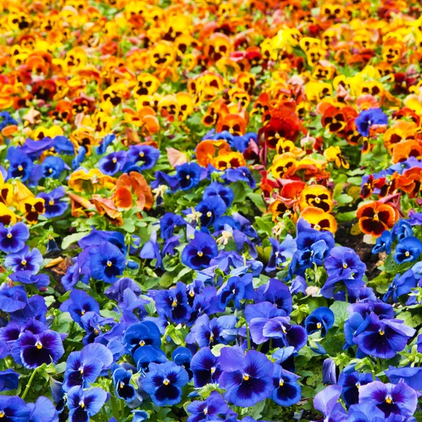 stock image Flowers