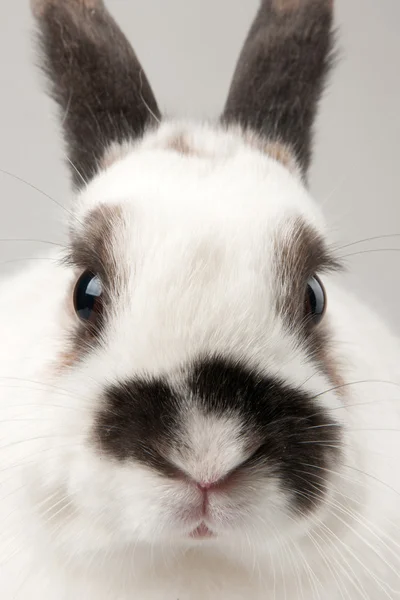 Rabbit — Stock Photo, Image