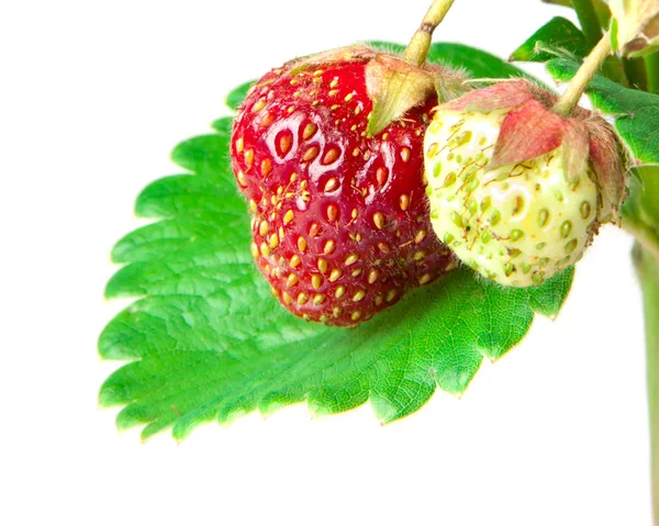 Straberries — Stock Photo, Image