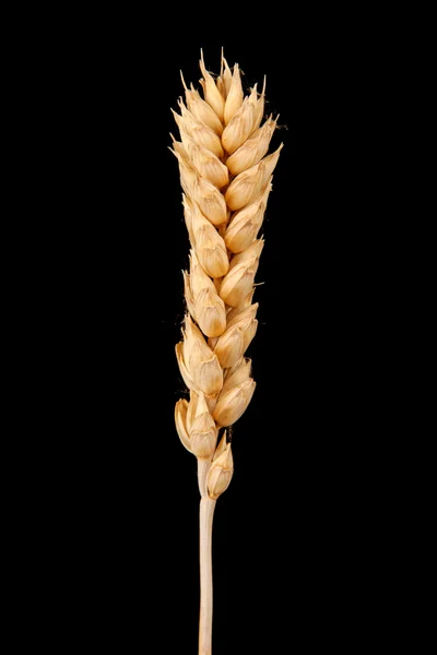Ucho pšenice — Stock fotografie