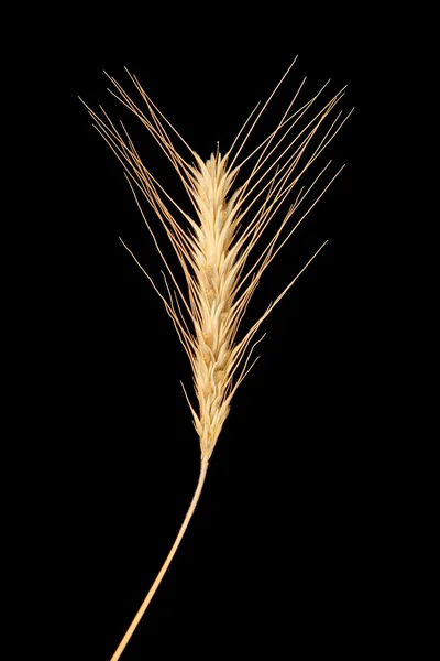 ライ麦の穂 — ストック写真