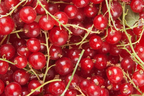 stock image Redcurrant