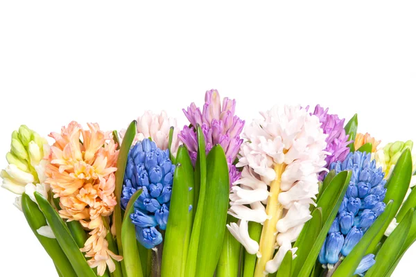 stock image Hyacinth