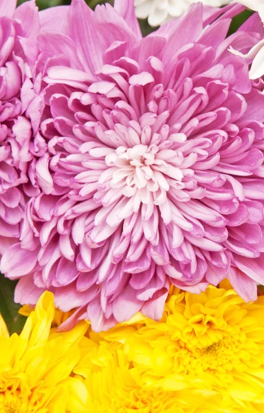 stock image Chrysanthemum