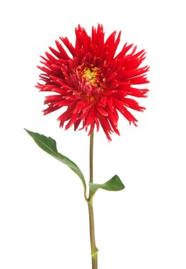 Red dahlia clipart