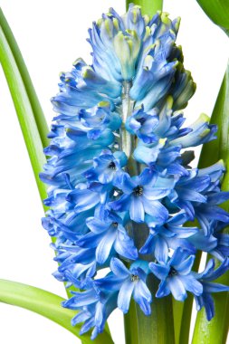 Hyacinth clipart