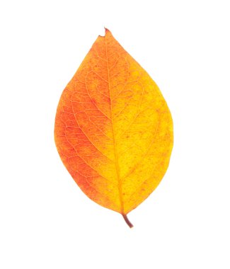 Leaf clipart