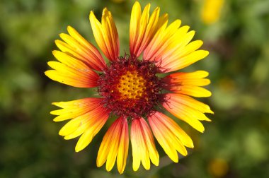 Rudbeckia