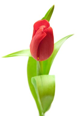 Red tulip clipart