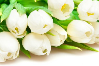 White tulips clipart