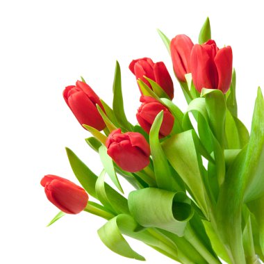 Tulips clipart