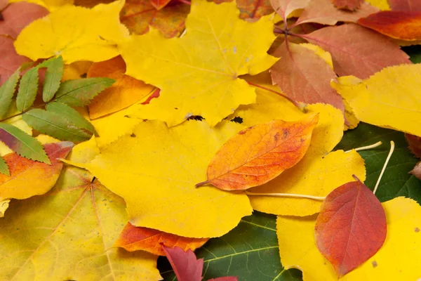 Желтые и красные листья — стоковое фото